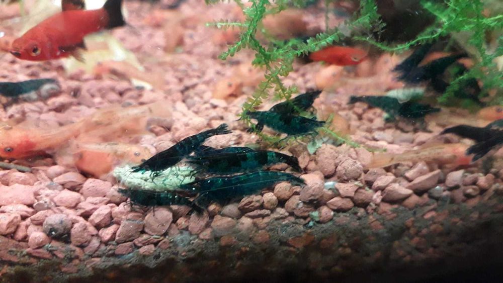 Krewetki Blue Velvet - ciemne - z własnej hodowli