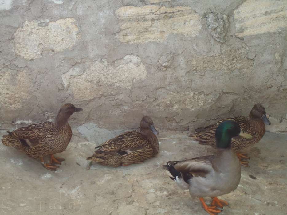 Підсадна качка крижень кряква Семенівська (живі качки, не манки)