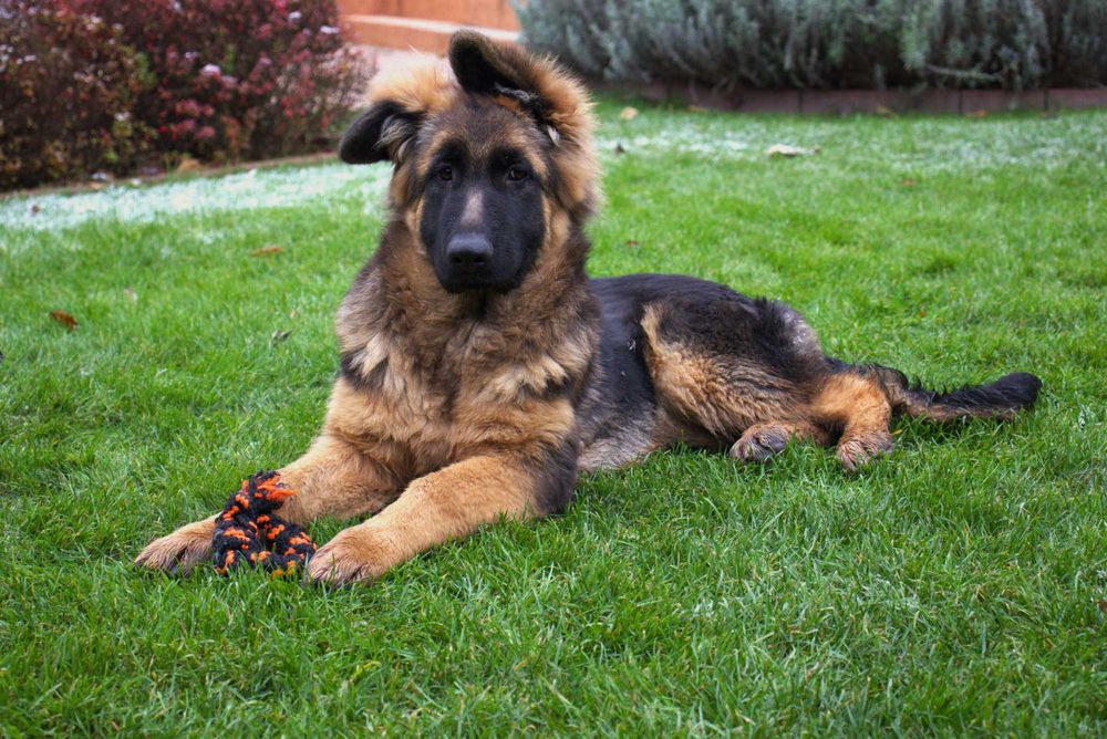 Owczarek niemiecki długowłosy sczenię suczka