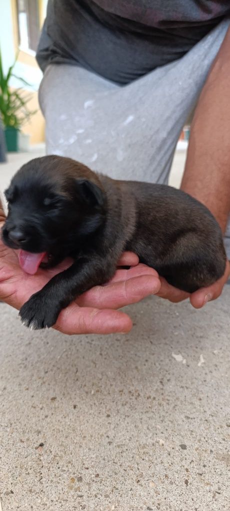 Cachorros de grande porte para adoção consciente