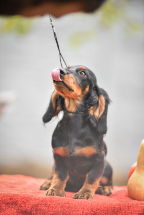 Маленька красуня з документами