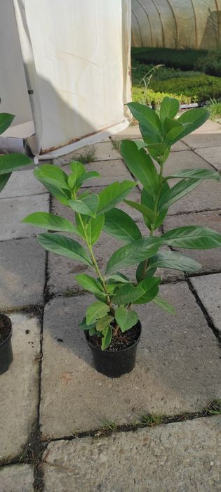 Laurowiśnia novita sadzonki w donicy 60cm