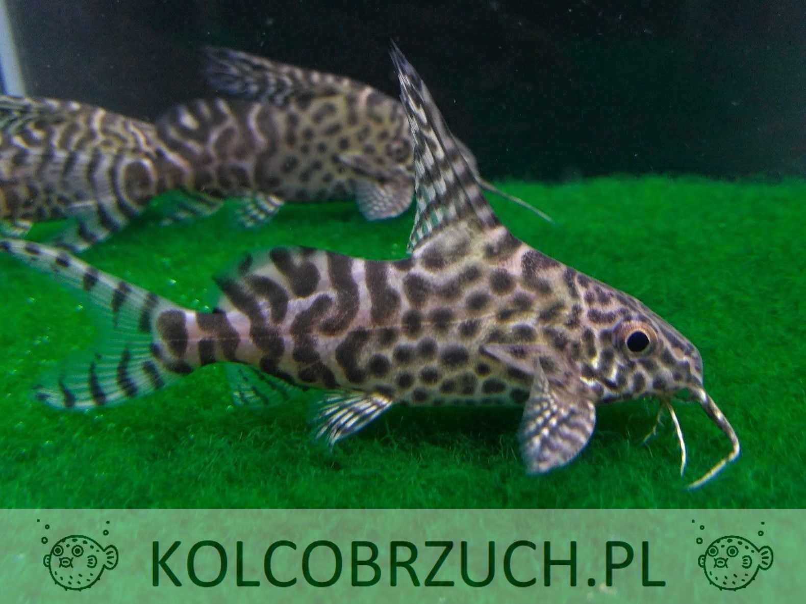 Giętkoząb wielkopłetwy - Synodontis euptera - Sumik - Sum - wysyłka
