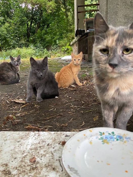 кошенята в добрі руки!!!