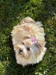 Sunia Yorkshire terrier Golddust