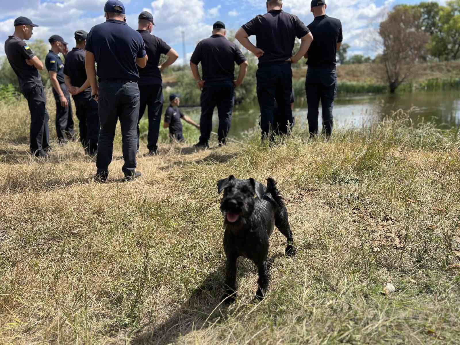 ЦвергШнауцер шукає подругу.