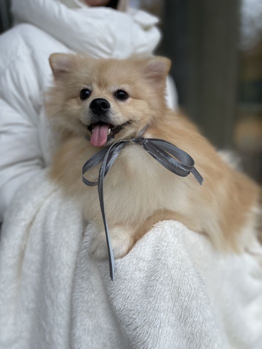 Померанські шпіци  краса, ніжність і любов в одному