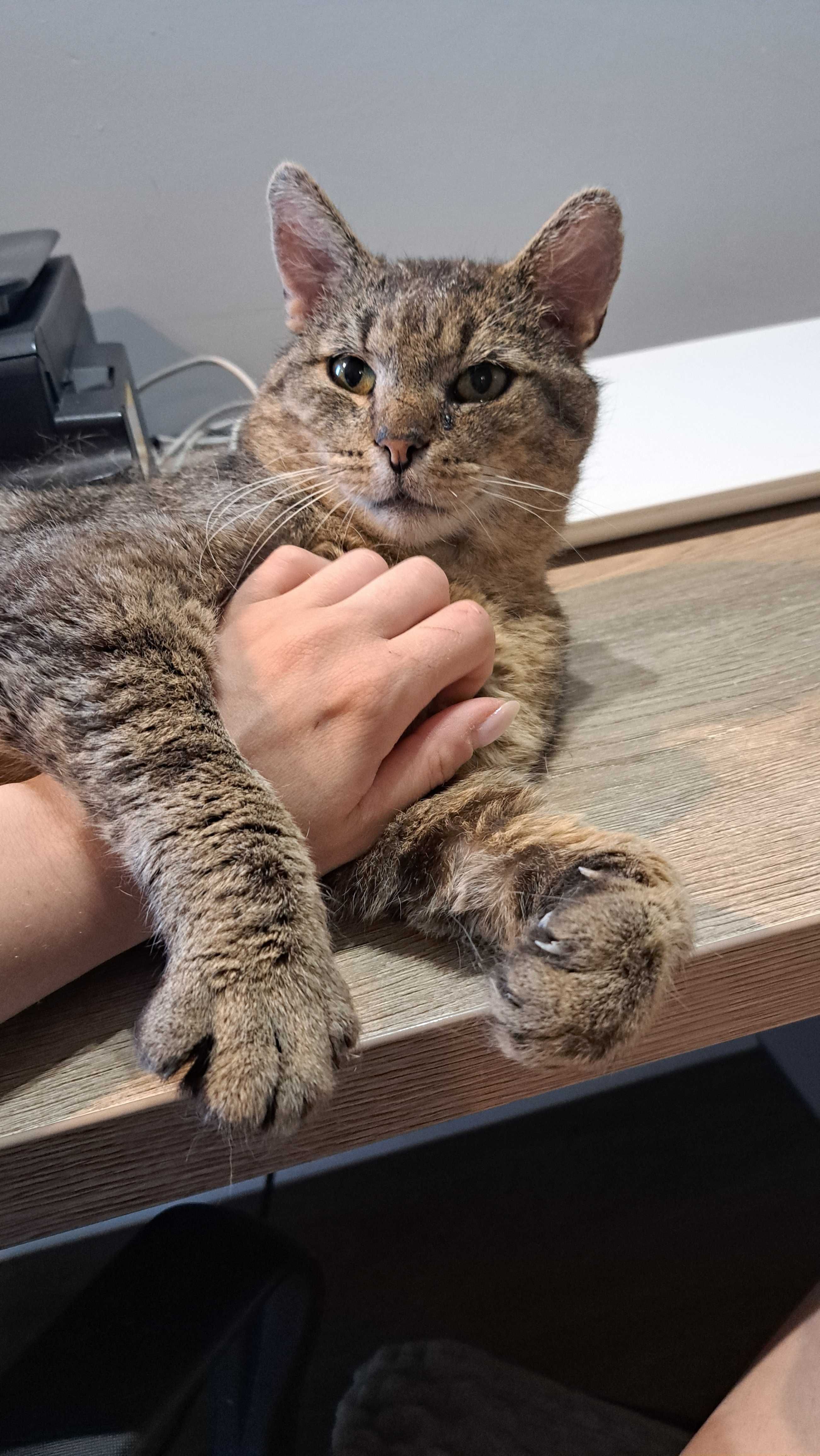 Boryniu - starszy kocurek do adopcji