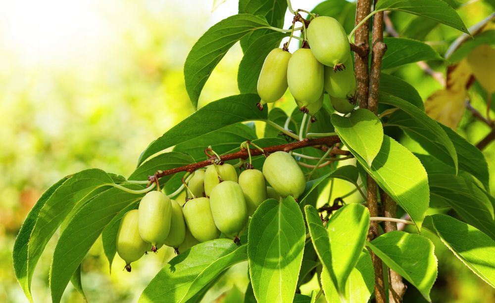 Mini Kiwi Aktinidia ostrolistna Obupłciowe (Actinidia arguta) 3.0L