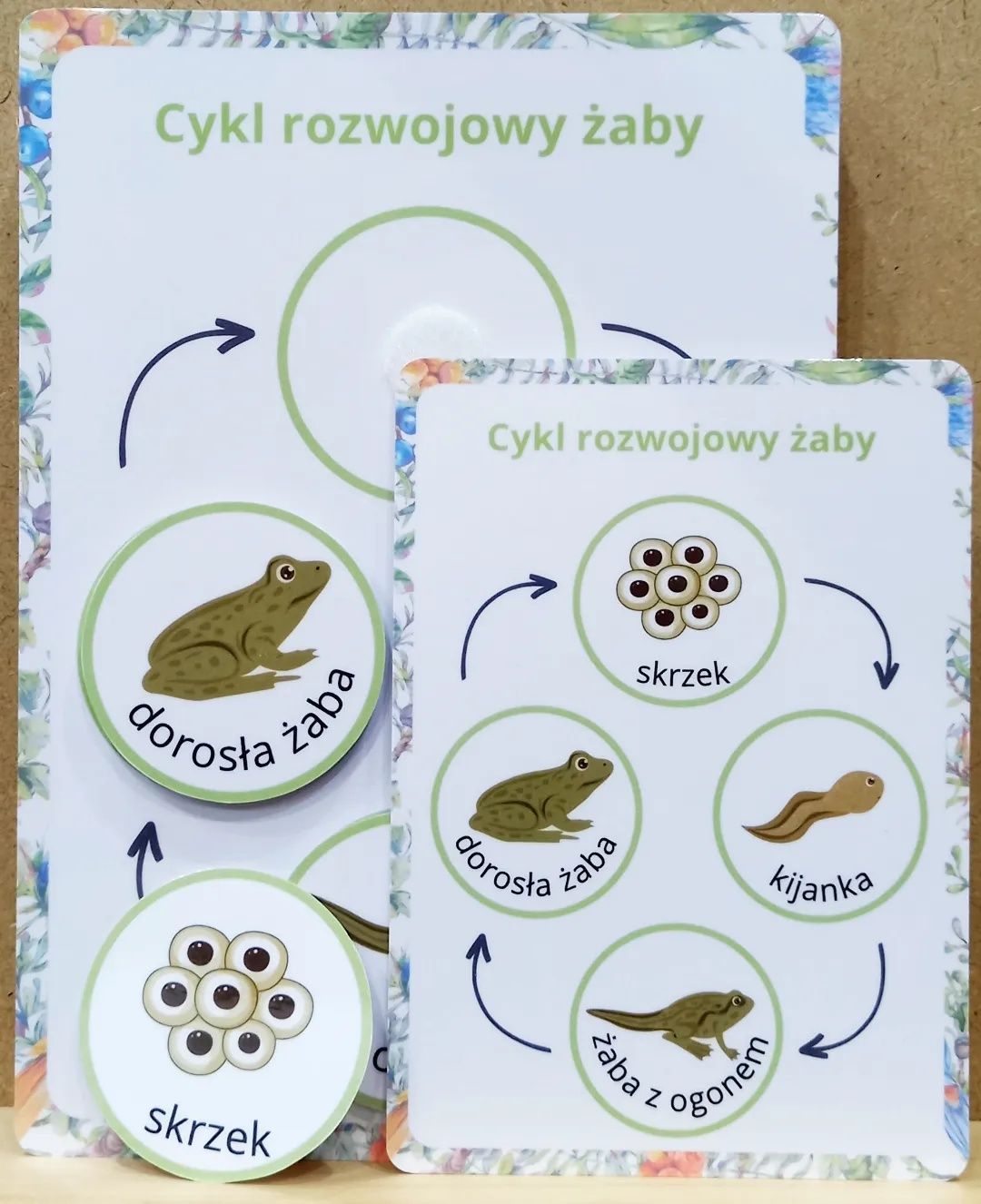 Cykl rozwojowy motyla, fasoli, żaby, żółwia