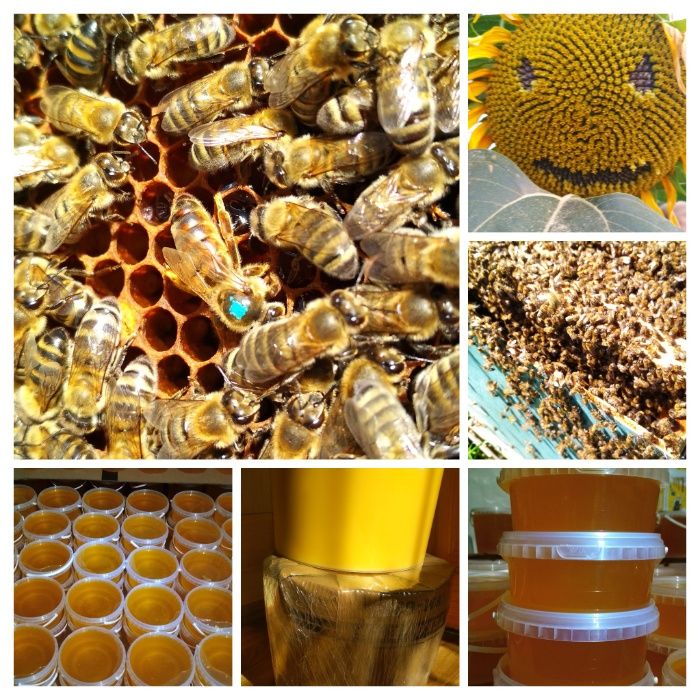 Мед з власної пасіки 2025року,,різнотрав'я, опт/роздріб