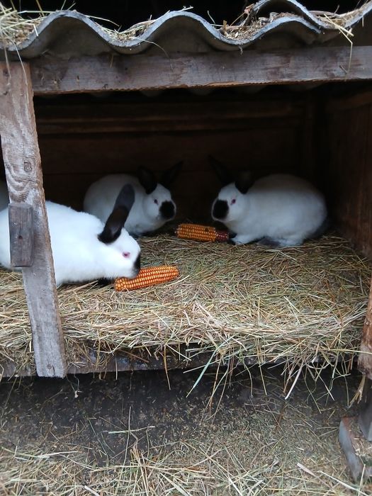 Кролі каліфорнія