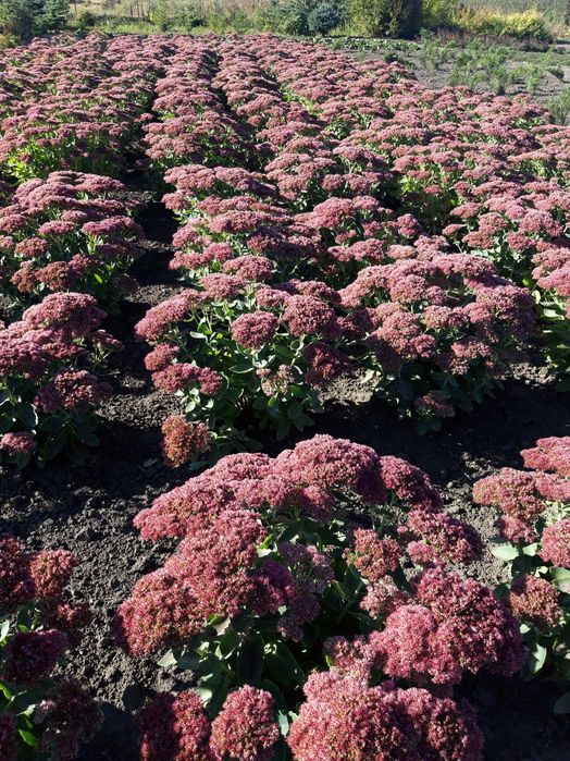 пропоную очитки та інші грунтопокривні рослини для камянистих садів