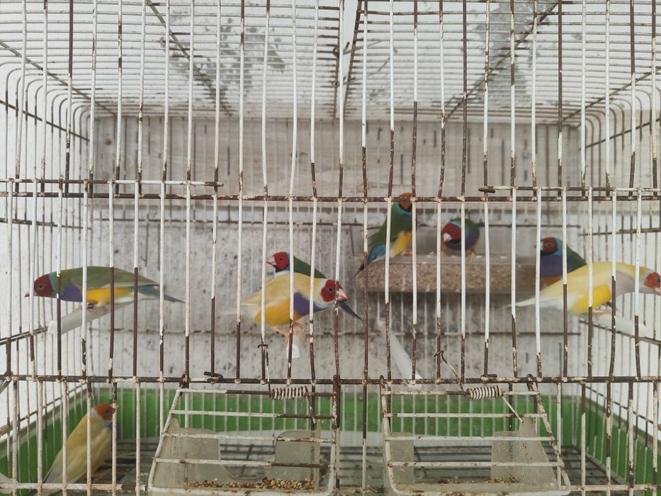 Diamante de gould