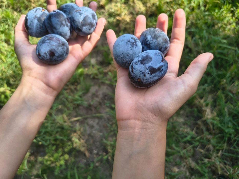 Śliwka Dąbrowicka owoce sprzedam gorzów ul Strażacka