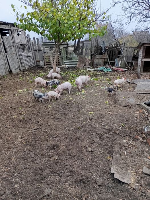 Продам поросят 2500