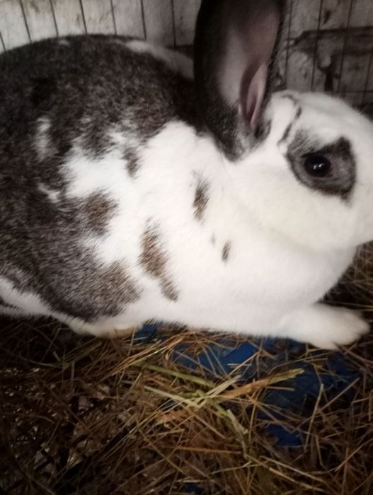 Продам кітних кролиць тиждень до окролу