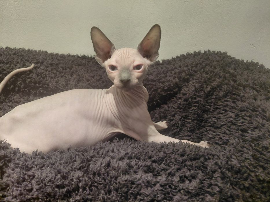 Sfinks kanadyjski FPL kotka, do odbioru