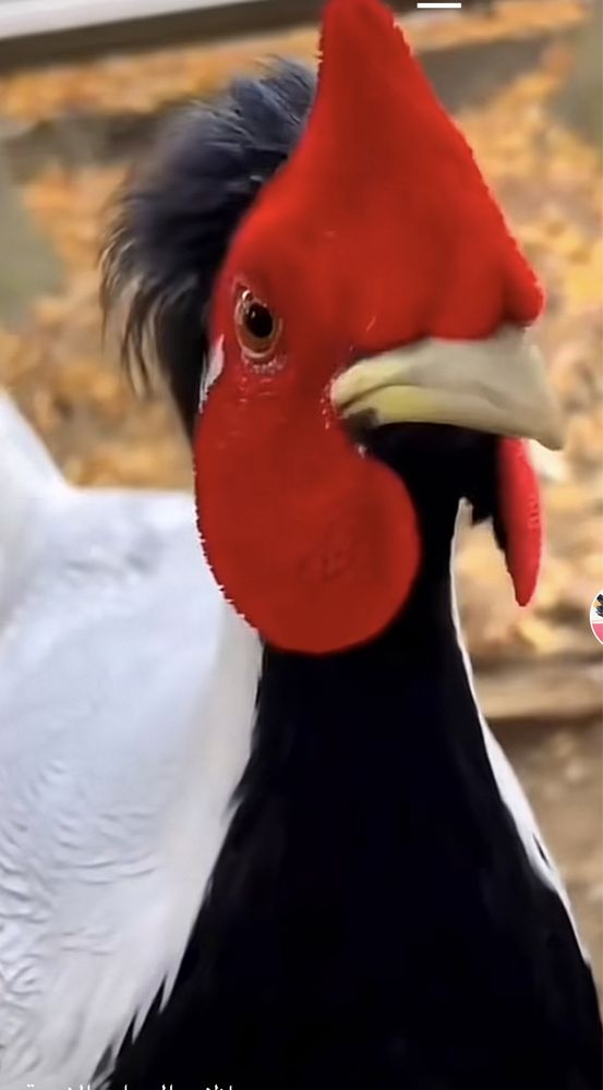 Питухи та куриці