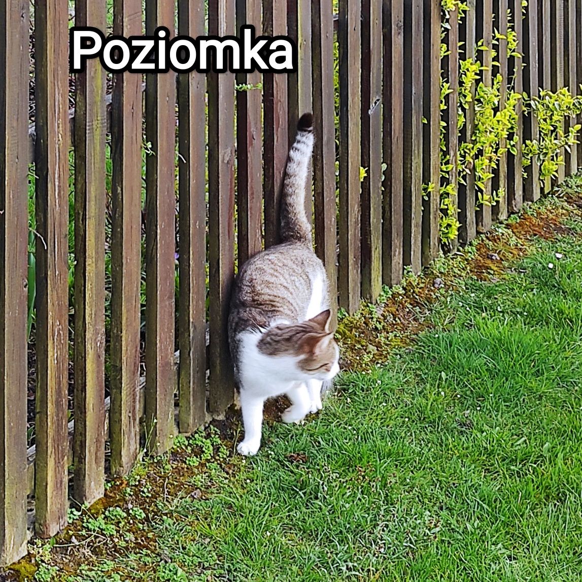 Poziomka szuka domu