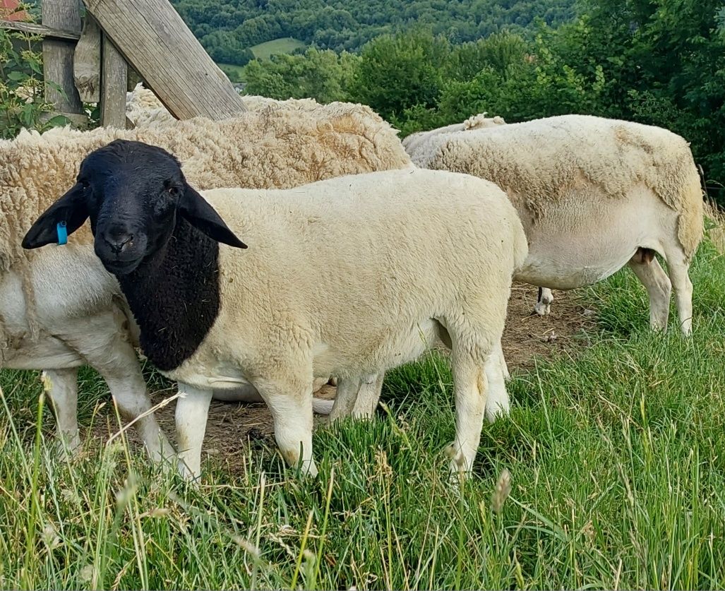 Baran, tryk, baranek dorper