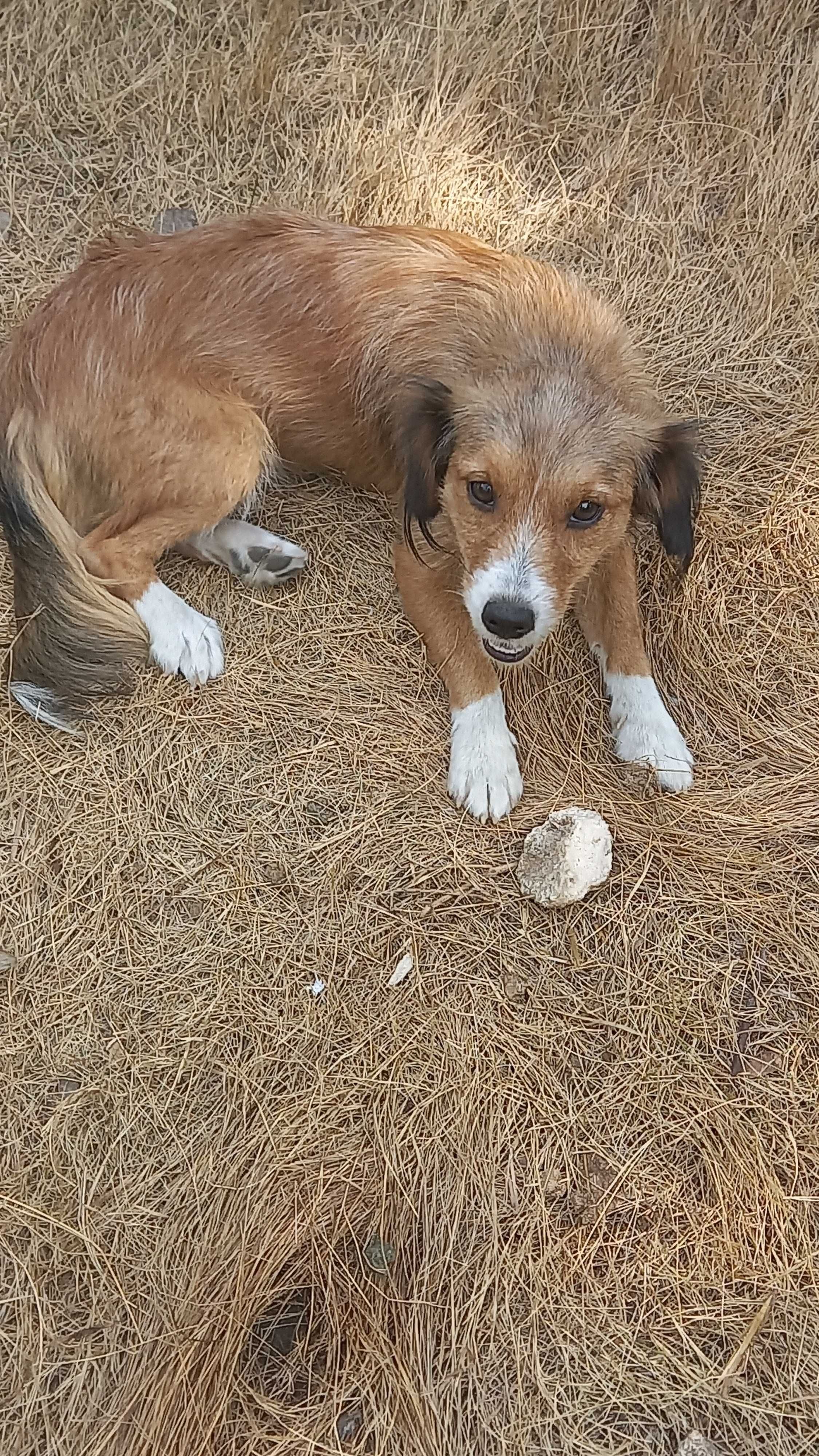 Tou doar cães,raça pequena