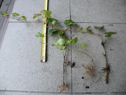 Bluszcz pospolity zimozielony hedera helix - roślina z gruntu