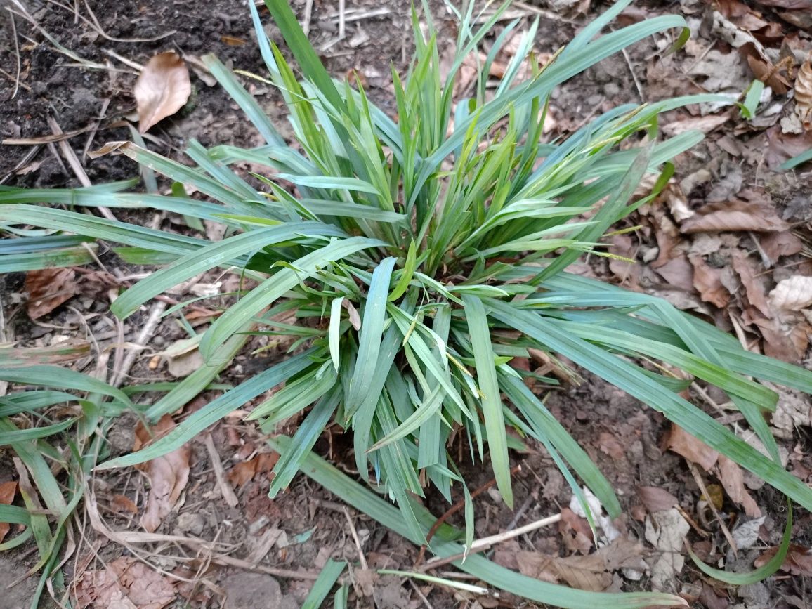 Niebieska trawa turzyca blue zinger