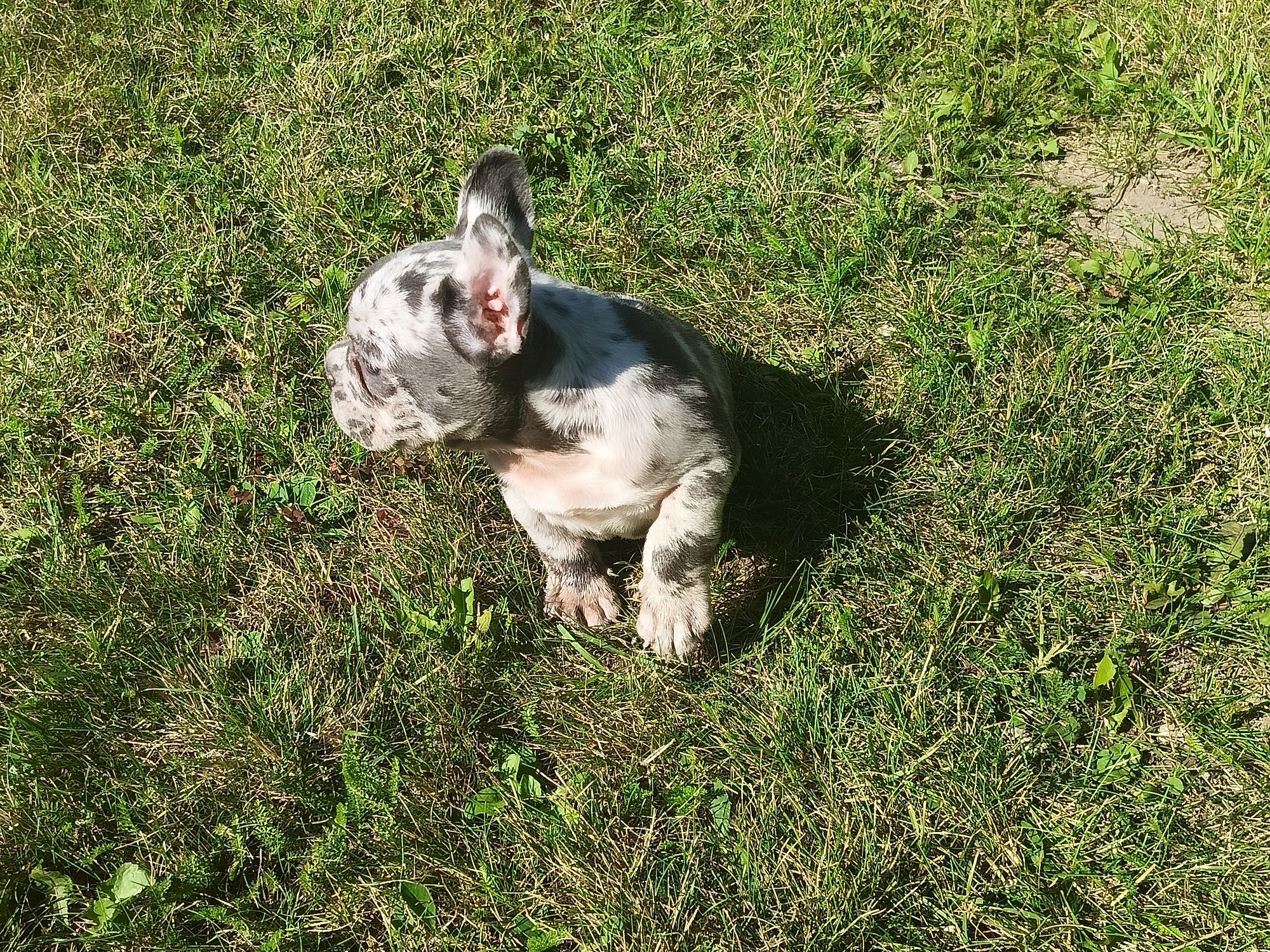 Buldog francuski piesek