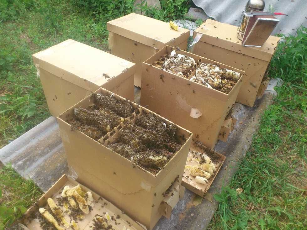 Продам Бджоло-пакети