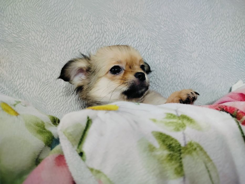 Chihuahua piesek/rezerwacja