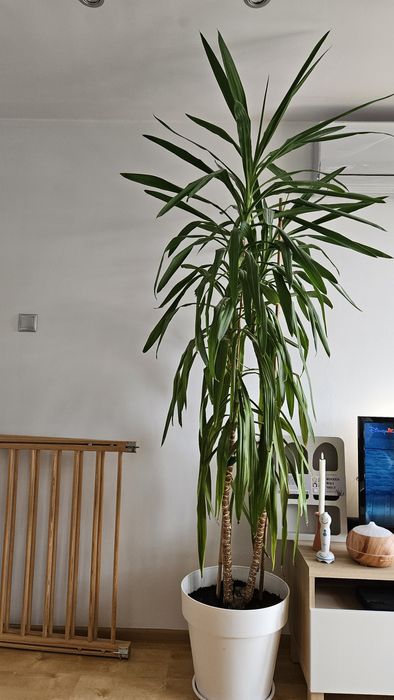 Kwiat Juka ok 2.5 metra