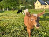 domek wynajem wolne domki wakacje Białka Tatrzanska Zakopane Niedzica