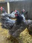 Jaja lęgowe AUSTRALORP niebieski