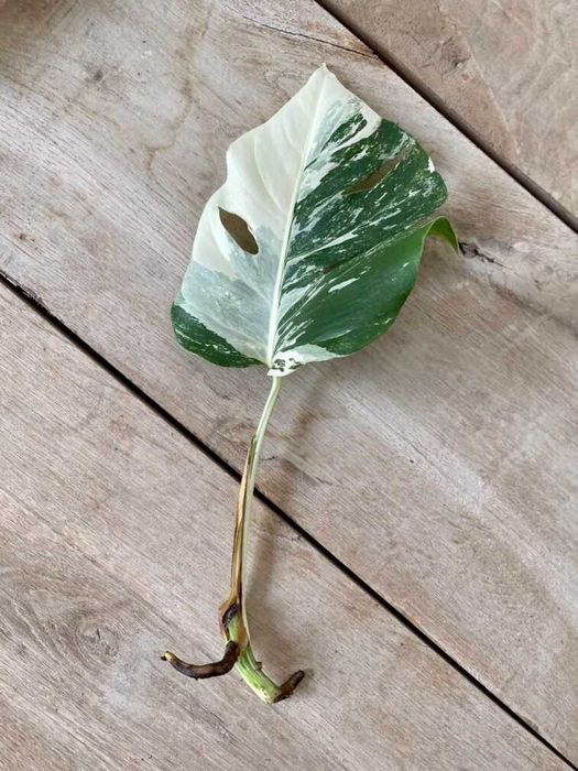 Monstera variegata