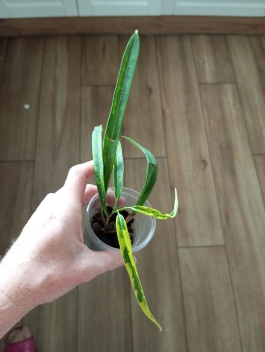 Ficus fikus amstel green gold
