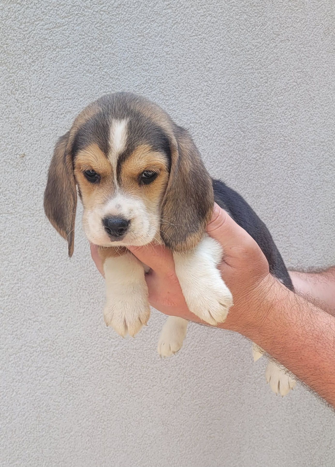 Macho beagle tricolor