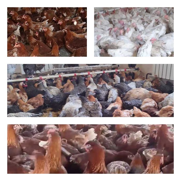 Продам кури несушки! Доставка безкоштовна. П'ятихатки!