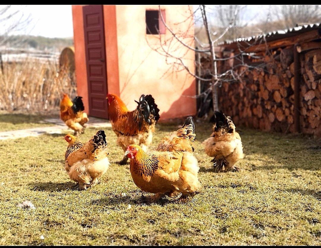 Продаються яйця курей Палива Брама