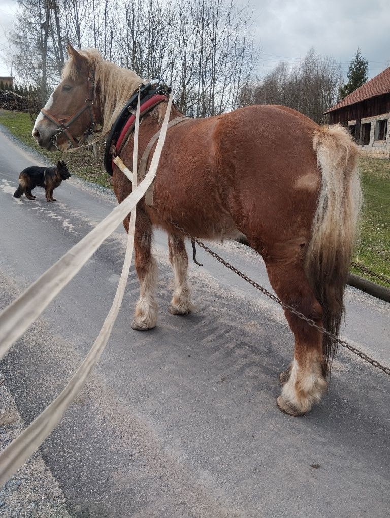 Sprzedam ładną klacz zimnokrwistą