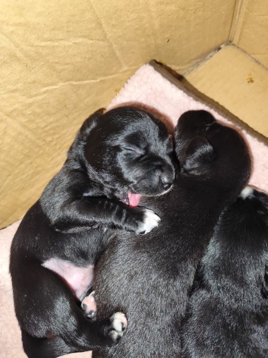 Oddam szczeniaki w dobre ręce – mix Border Collie i Labradora