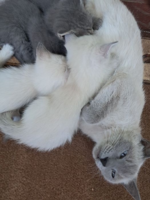 Кошенята сиамські