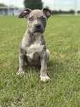 American bully xl