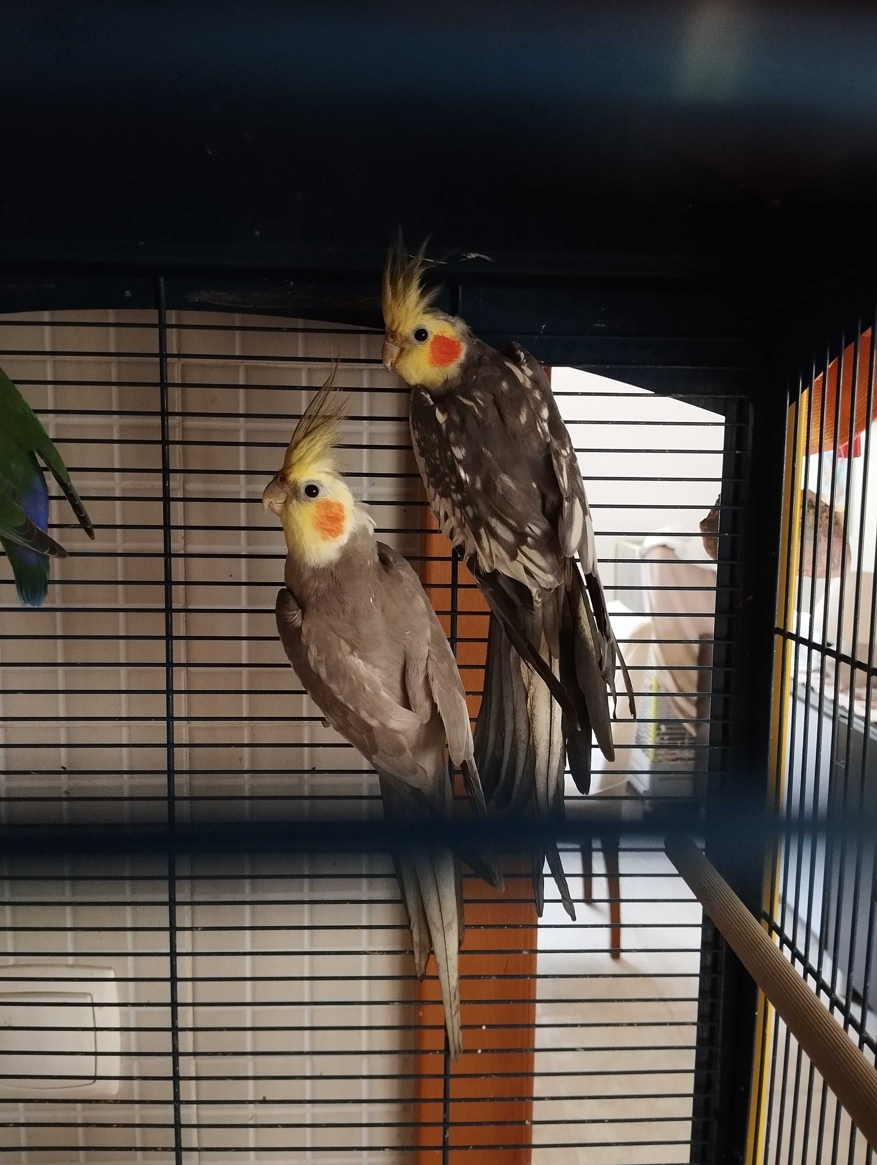 Vendo 2 caturras