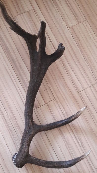 Роги продам не дорого 120см