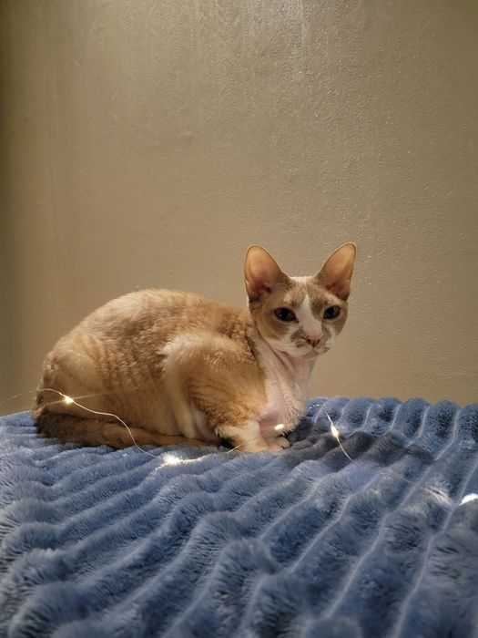 Догляд за котикам, кото-няня