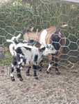 Vendo cabras anãs linda e meigas