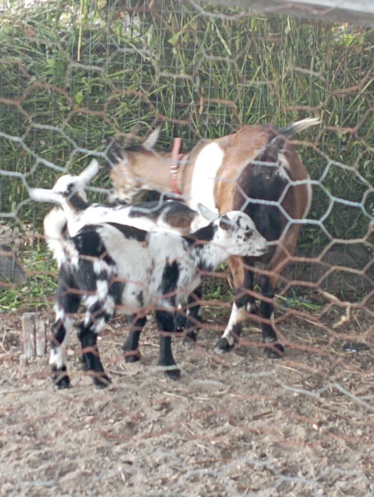 Vendo cabras anãs linda e meigas