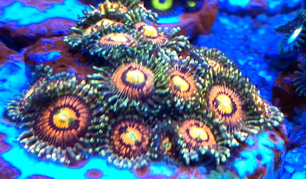 Zoanthus premium, koralowce morskie miekkie