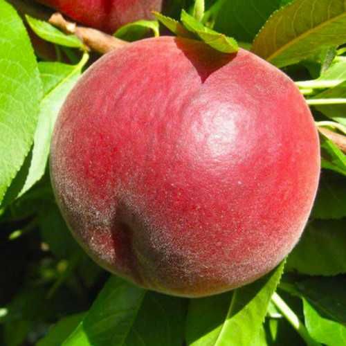 Сакура Магнолія Персик Слива Груша Яблуня Абрикос Фундук Ківі Гранат